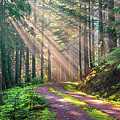 Sunbeams in Trees Photograph by Jason Brooks Sunbeams in Trees Photograph by Jason Brooks