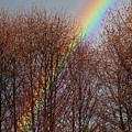 Sunday's Rainbow by Laura  Wong-Rose