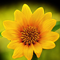 Sunflower Baby Print Photograph by Gwen Gibson Sunflower Baby Print Photograph by Gwen Gibson