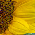 Sunflower Closeup Photograph by Allen Nice-Webb Sunflower Closeup Photograph by Allen Nice-Webb
