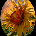 Sunflower Dawn in Oval Photograph by Debra and Dave Vanderlaan Sunflower Dawn in Oval Photograph by Debra and Dave Vanderlaan