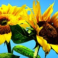 Sunflower Duo Photograph by Alexis King-Glandon Sunflower Duo Photograph by Alexis King-Glandon