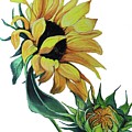 Sunflower by Karin Dawn Kelshall- Best Sunflower by Karin Dawn Kelshall- Best