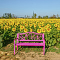 Sunflower Love Photograph by Ann Bridges Sunflower Love Photograph by Ann Bridges