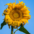 Sunflower Mandala #2 Photograph by Mindy Musick King Sunflower Mandala #2 Photograph by Mindy Musick King