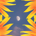 Sunflower Moon Photograph by James BO Insogna Sunflower Moon Photograph by James BO Insogna
