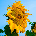 Sunflower Morning #2 Photograph by Mindy Musick King Sunflower Morning #2 Photograph by Mindy Musick King