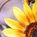 Sunflower Perspective Photograph by Amy Fose Sunflower Perspective Photograph by Amy Fose