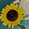 Sunflower Photograph by Randy Sylvia Sunflower Photograph by Randy Sylvia