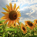 Sunflower Star Photograph by Rob Davies Sunflower Star Photograph by Rob Davies