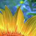 Sunflower Sunshine Digital Art by Pennie McCracken Sunflower Sunshine Digital Art by Pennie McCracken