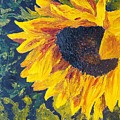 Sunflower by Tami Booher Sunflower by Tami Booher