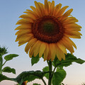 Sunflowers 4 by Heather Kenward Sunflowers 4 by Heather Kenward