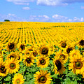 Sunflowers Photograph by Bill Bachmann and Photo Researchers Sunflowers Photograph by Bill Bachmann and Photo Researchers
