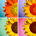 Sunflowers Collage by Mark Ashkenazi Sunflowers Collage by Mark Ashkenazi