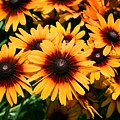 Sunflowers by Dean Triolo Sunflowers by Dean Triolo