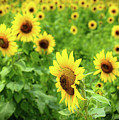 Sunflowers in Memphis IV Photograph by Veronica Batterson Sunflowers in Memphis IV Photograph by Veronica Batterson