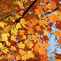 Sunlight In Maple Tree by Elena Elisseeva Sunlight In Maple Tree by Elena Elisseeva