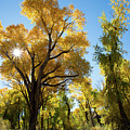 Sunlight Through the Leaves by Frank Madia Sunlight Through the Leaves by Frank Madia