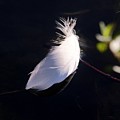 Sunlit Feather Photograph by Karen Silvestri Sunlit Feather Photograph by Karen Silvestri