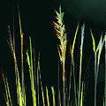 Sunlit Grasses Digital Art by Gina Harrison Sunlit Grasses Digital Art by Gina Harrison