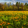 Sunny Buttercups Field. Altai Photograph by Victor Kovchin Sunny Buttercups Field. Altai Photograph by Victor Kovchin