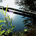 Sunny Riverbank Photograph by Linda Carruth Sunny Riverbank Photograph by Linda Carruth