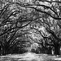 Sunny Southern Day - Black and White Photograph by Carol Groenen Sunny Southern Day - Black and White Photograph by Carol Groenen