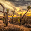 Sunrise amid the Joshua Trees Photograph by Rikk Flohr Sunrise amid the Joshua Trees Photograph by Rikk Flohr
