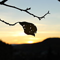 Sunset by Alena Madosova Sunset by Alena Madosova