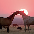 Sunset Horses Photograph by Wesley Aston Sunset Horses Photograph by Wesley Aston