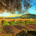 Sunset over Napa Photograph by Jon Neidert Sunset over Napa Photograph by Jon Neidert