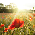 Sunshine poppy field landscape Photograph by Simon Bratt Sunshine poppy field landscape Photograph by Simon Bratt