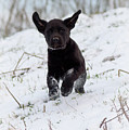 Super Pup Photograph by Holden The Moment Super Pup Photograph by Holden The Moment