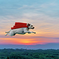 Superdog Photograph by Brian Wallace Superdog Photograph by Brian Wallace