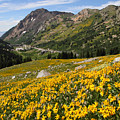 Superior Wasatch Wildflowers Photograph by Brett Pelletier Superior Wasatch Wildflowers Photograph by Brett Pelletier