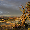 Survivor Photograph by DArcy Evans Survivor Photograph by DArcy Evans