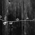 Suspended Vine Photograph by Toni Hopper