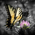 Swallowtail Butterfly- Color Pop Photograph by Holden The Moment Swallowtail Butterfly- Color Pop Photograph by Holden The Moment