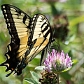 Swallowtail Butterfly Photograph by Holden The Moment Swallowtail Butterfly Photograph by Holden The Moment