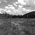 swamp1-OEM Photograph by Curtis J Neeley Jr swamp1-OEM Photograph by Curtis J Neeley Jr