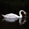 Swan Drinking by Clayton Bruster Swan Drinking by Clayton Bruster