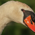 Swan Headshot by Paul Johnson