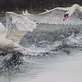 Swans in Dispute Painting by Alan M Hunt Swans in Dispute Painting by Alan M Hunt