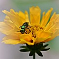 Sweat Bee Photograph by Dani McEvoy Sweat Bee Photograph by Dani McEvoy