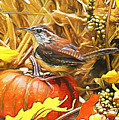 Sweet Carolina Wren Photograph by Tina LeCour Sweet Carolina Wren Photograph by Tina LeCour