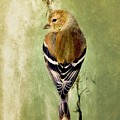 Sweet Goldfinch Painting by Tina LeCour Sweet Goldfinch Painting by Tina LeCour