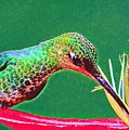 Sweet Nectar Digital Art by Denise Railey Sweet Nectar Digital Art by Denise Railey