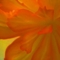 Sweet Nectar Photograph by Julie Lueders Sweet Nectar Photograph by Julie Lueders