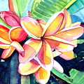Sweet Plumeria 2 by Marionette Taboniar Sweet Plumeria 2 by Marionette Taboniar